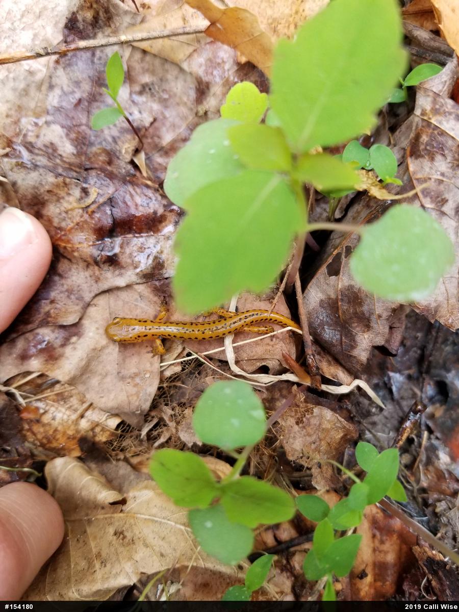 Eastern Long-tailed Salamander