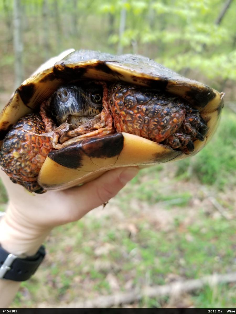Wood Turtle