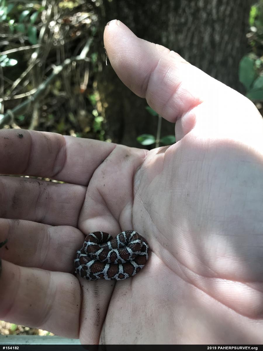 Eastern Milksnake