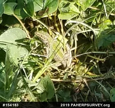 Italian Wall Lizard