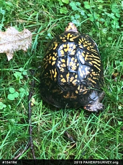 Eastern Box Turtle