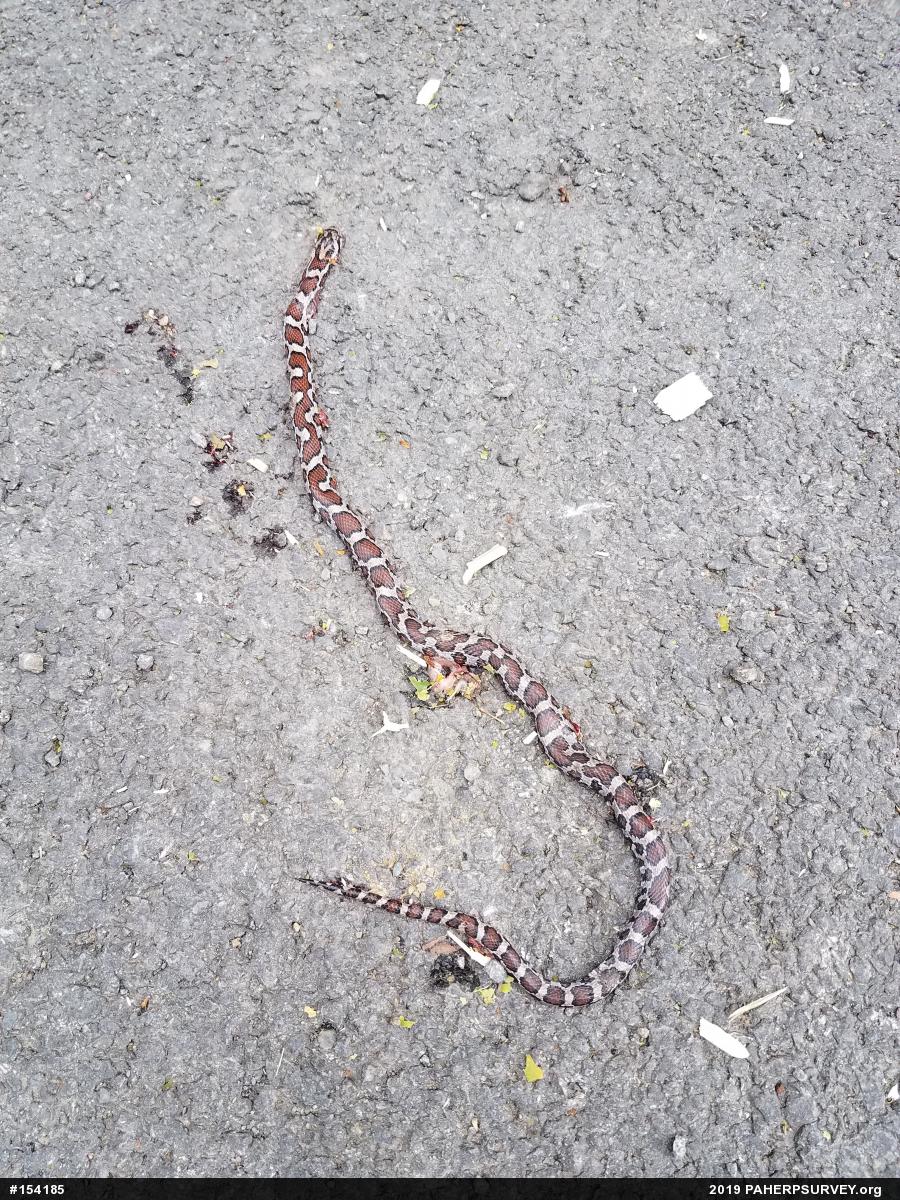 Eastern Milksnake