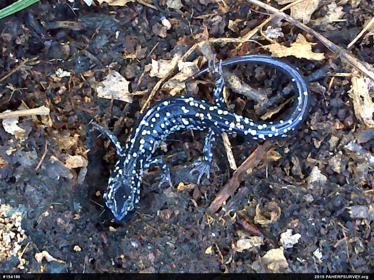 Northern Slimy Salamander