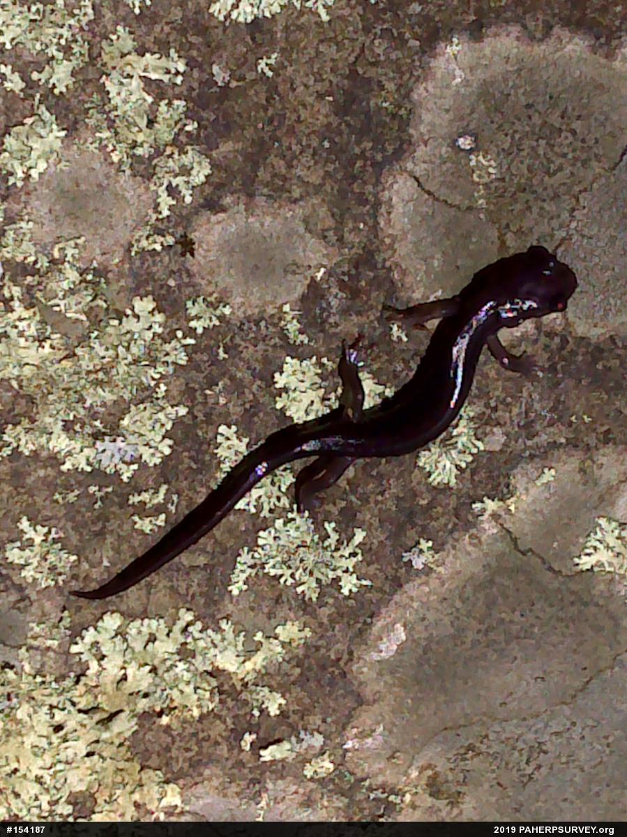 Wehrle's Salamander