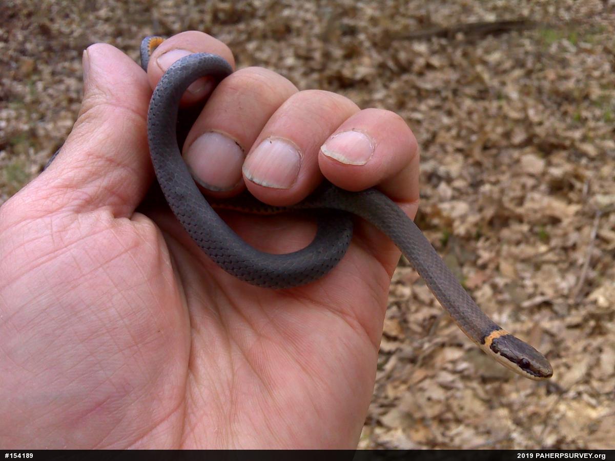 Northern Ring-necked Snake