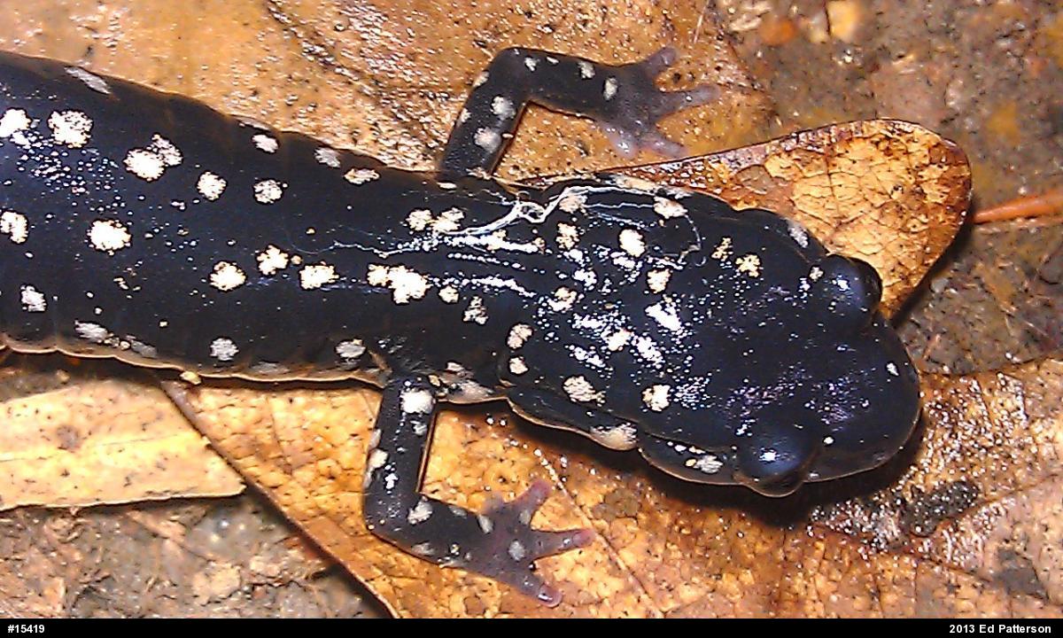 Northern Slimy Salamander