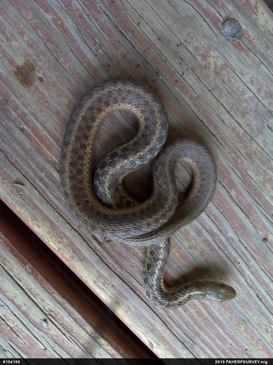 Eastern Gartersnake