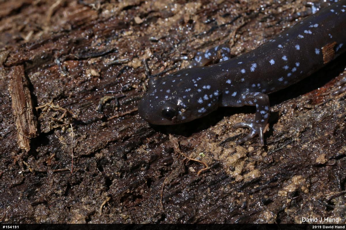 Jefferson Salamander