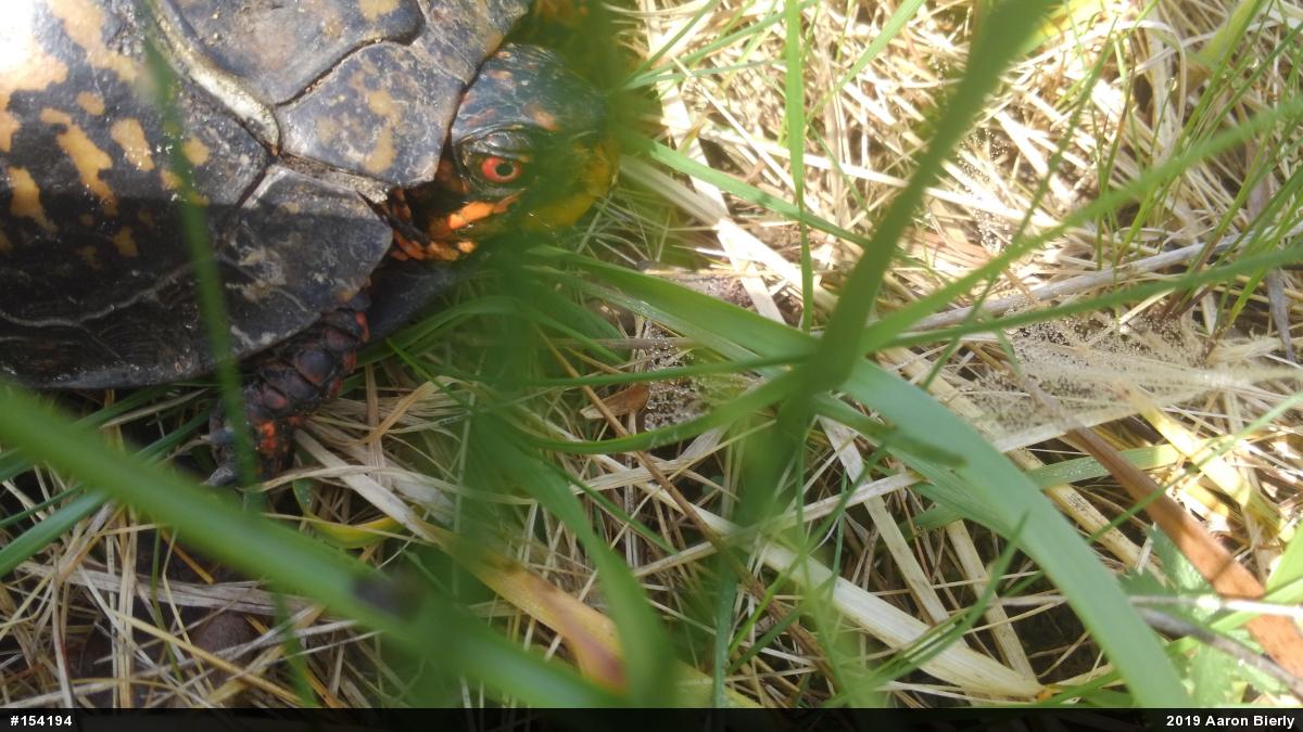 Eastern Box Turtle