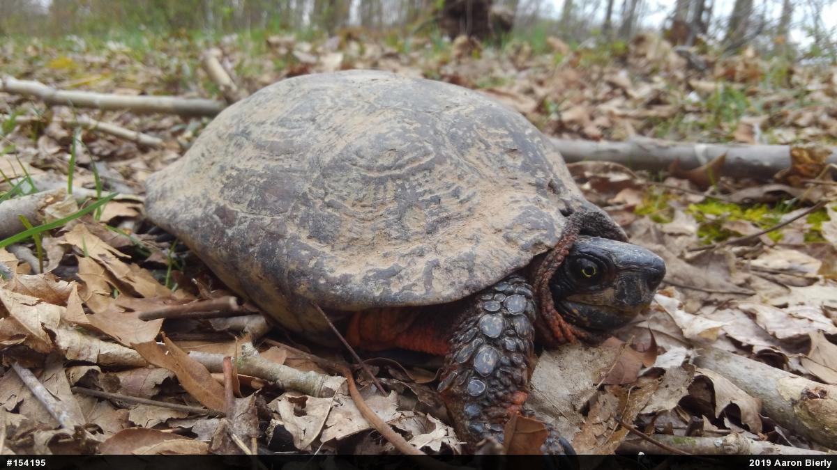 Wood Turtle