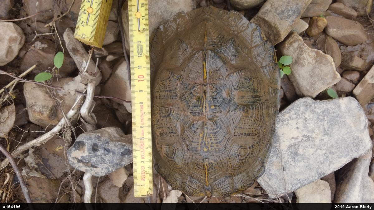 Wood Turtle