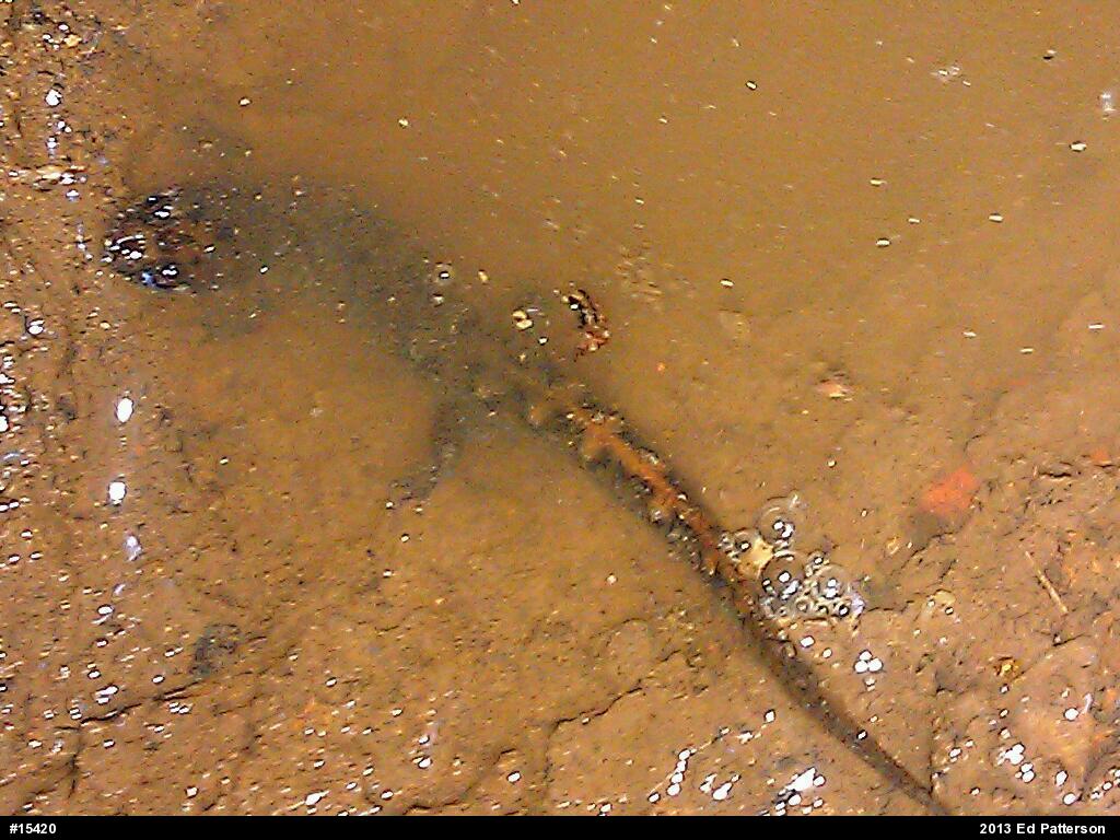 Seal Salamander