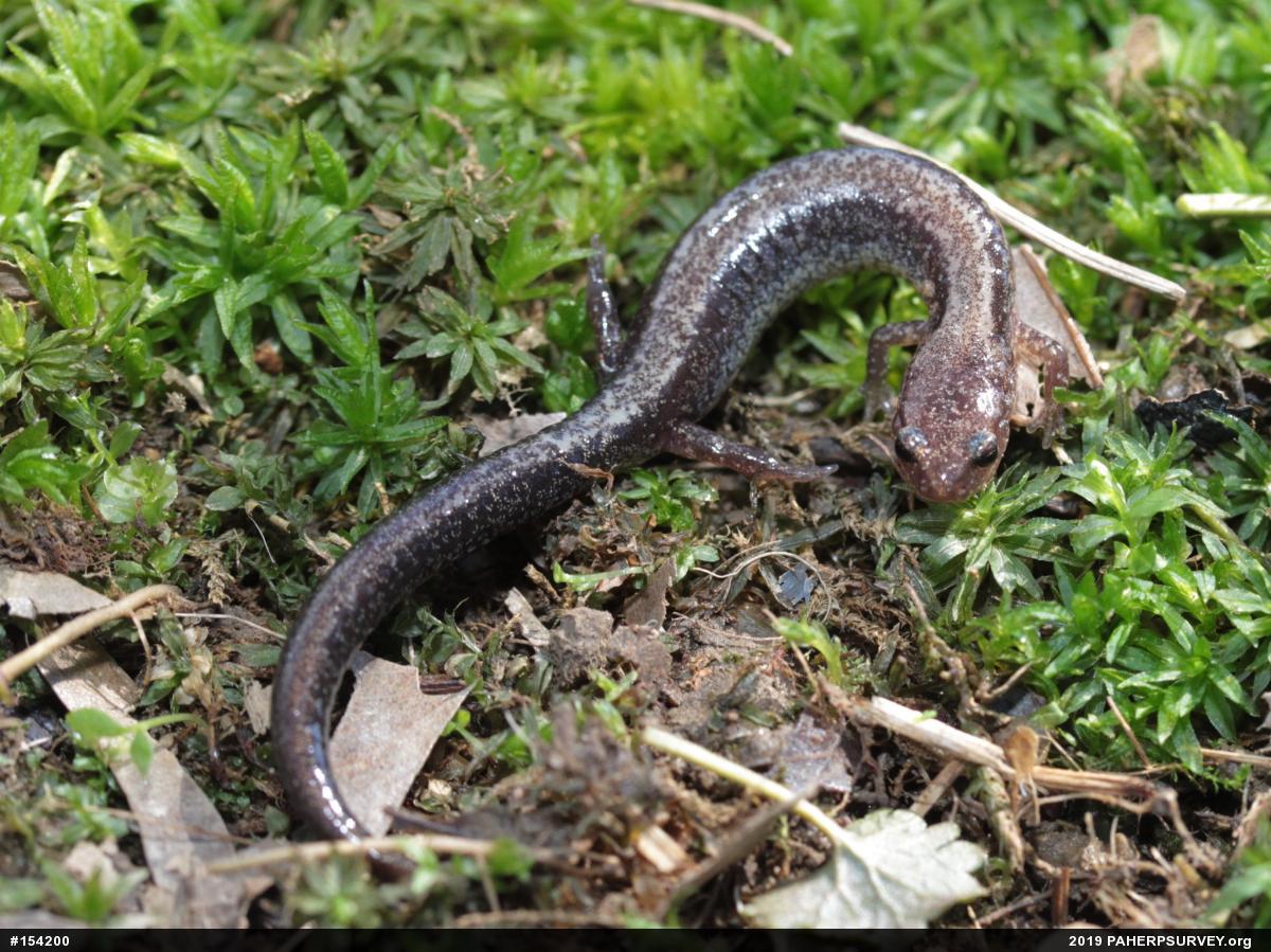 Eastern Red-backed  Salamander