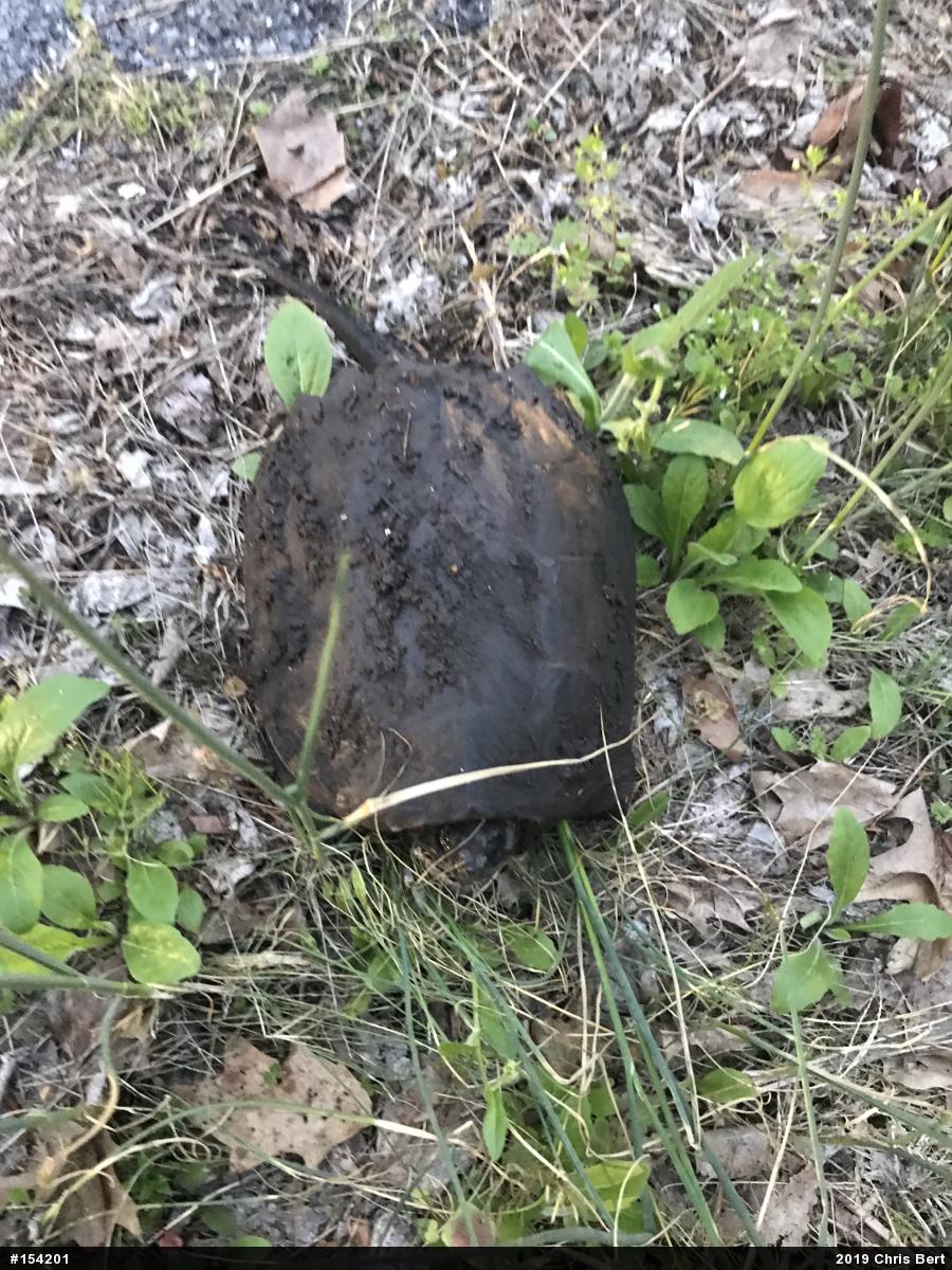 Snapping Turtle