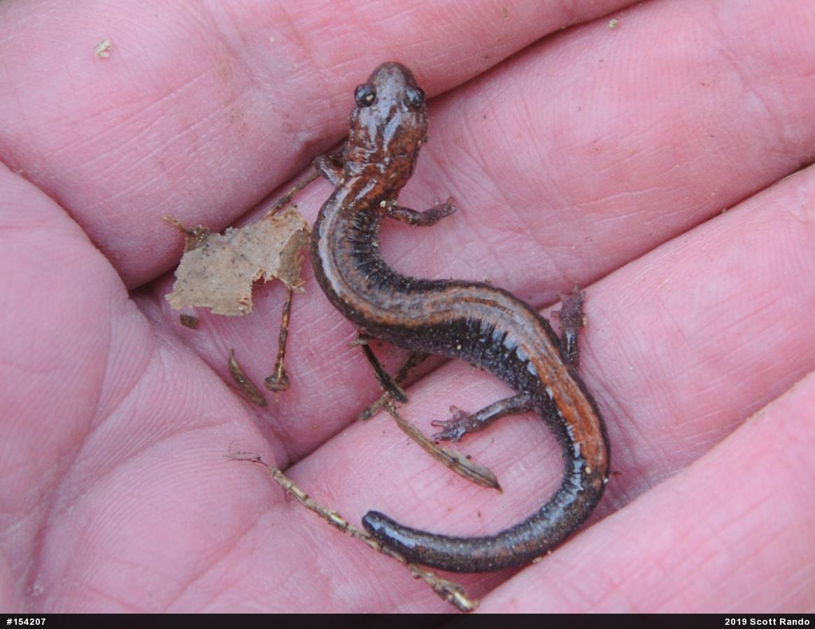 Eastern Red-backed  Salamander