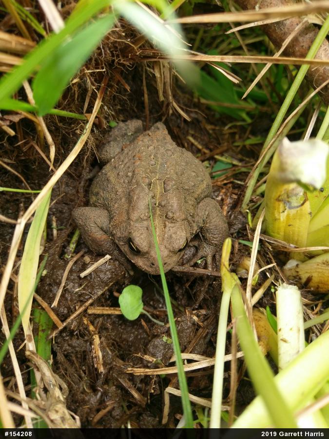 Eastern American Toad