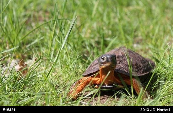Wood Turtle
