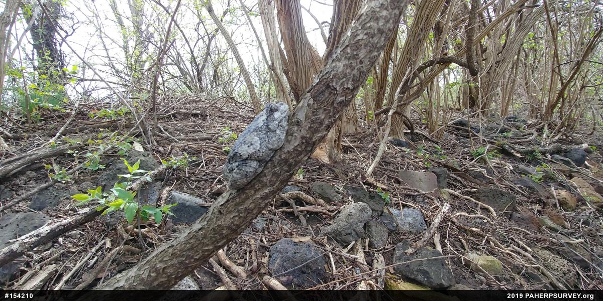 Unknown Gray Treefrog