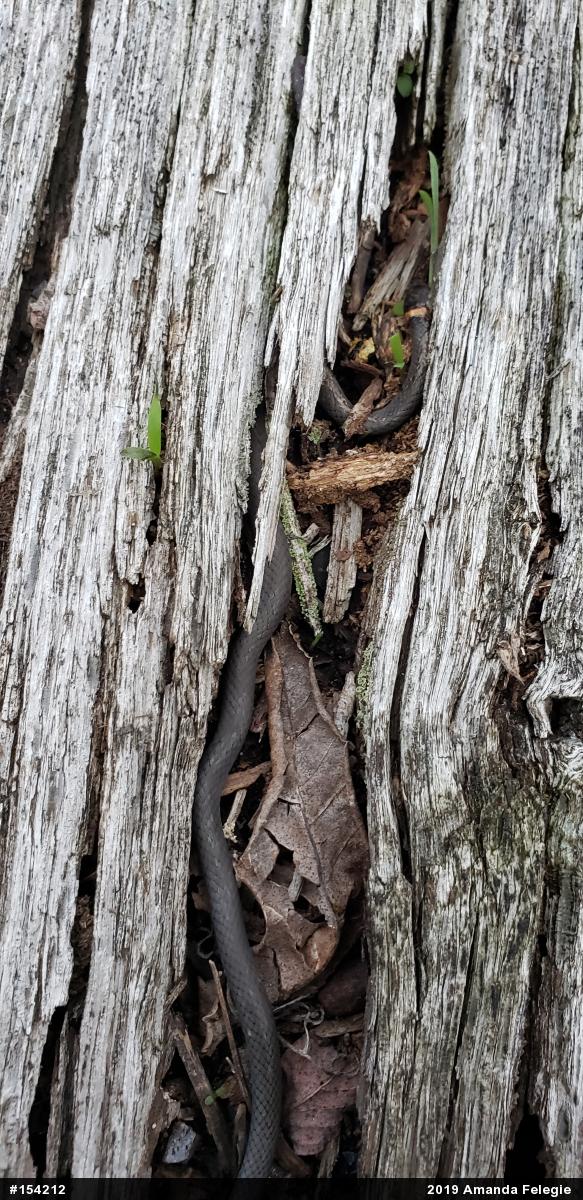 Northern Ring-necked Snake