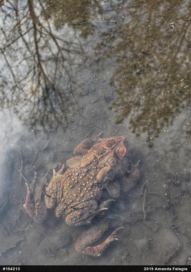 Eastern American Toad