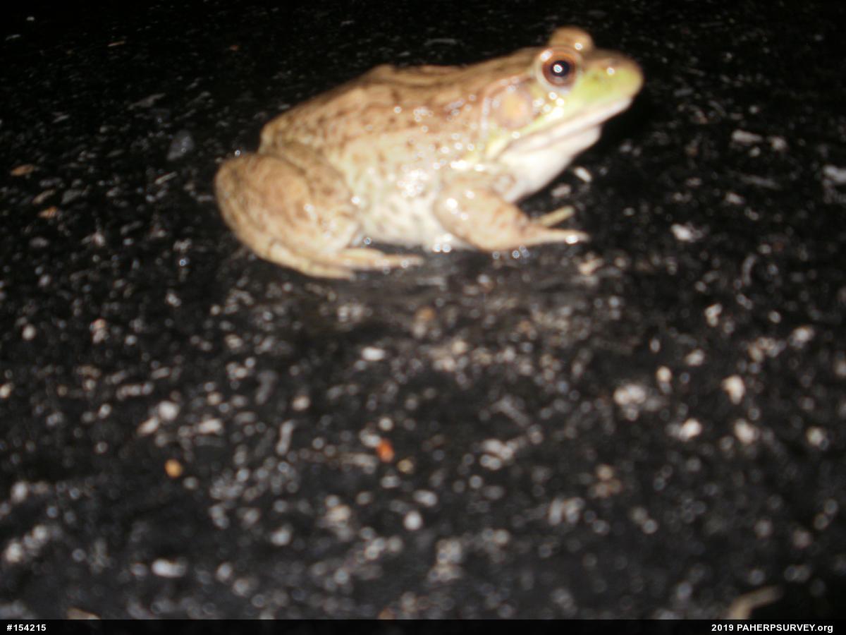Green Frog