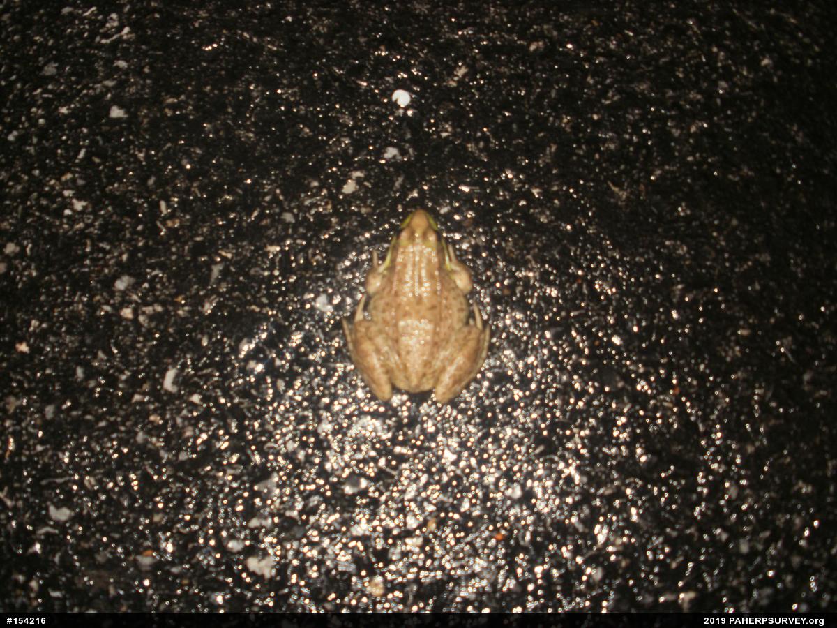 Green Frog
