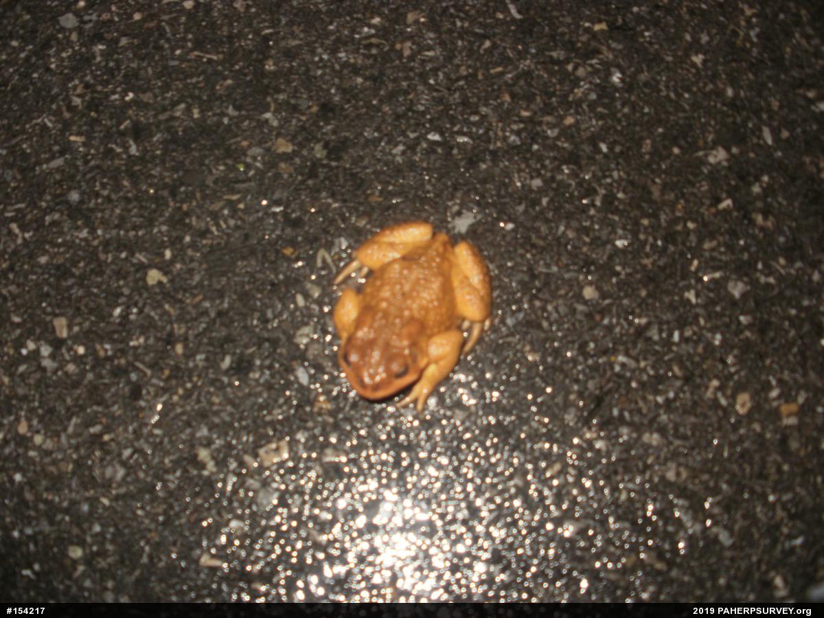Eastern American Toad