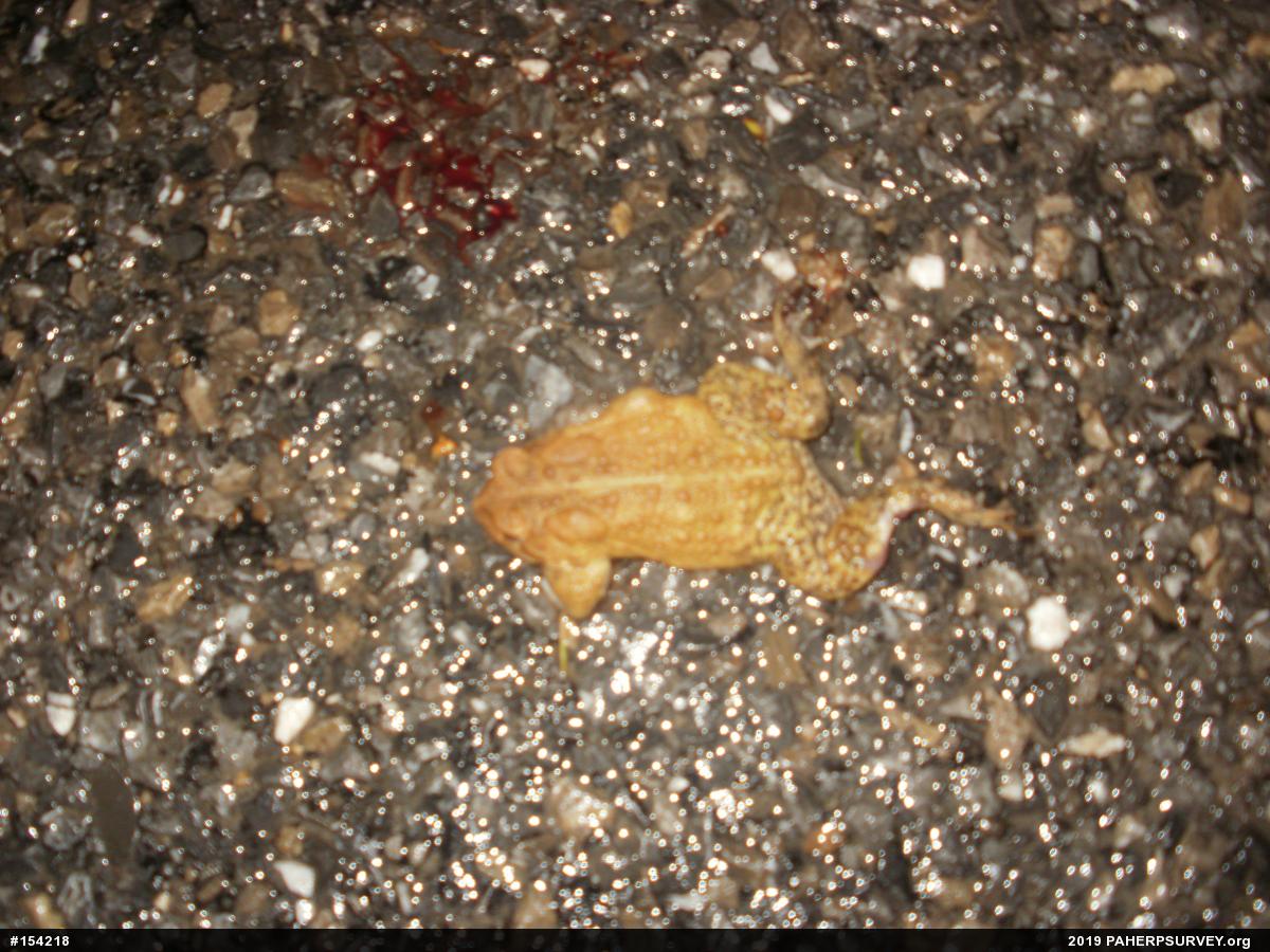 Eastern American Toad