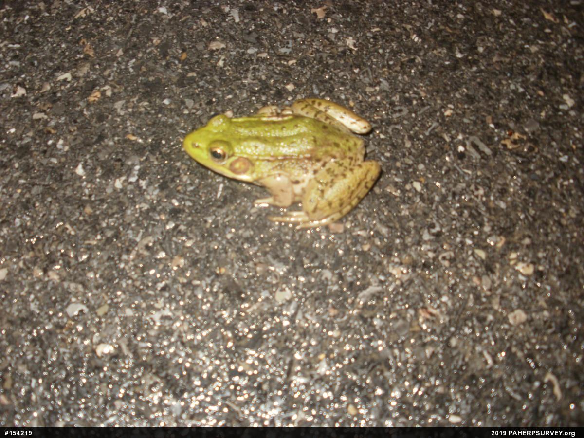 Green Frog