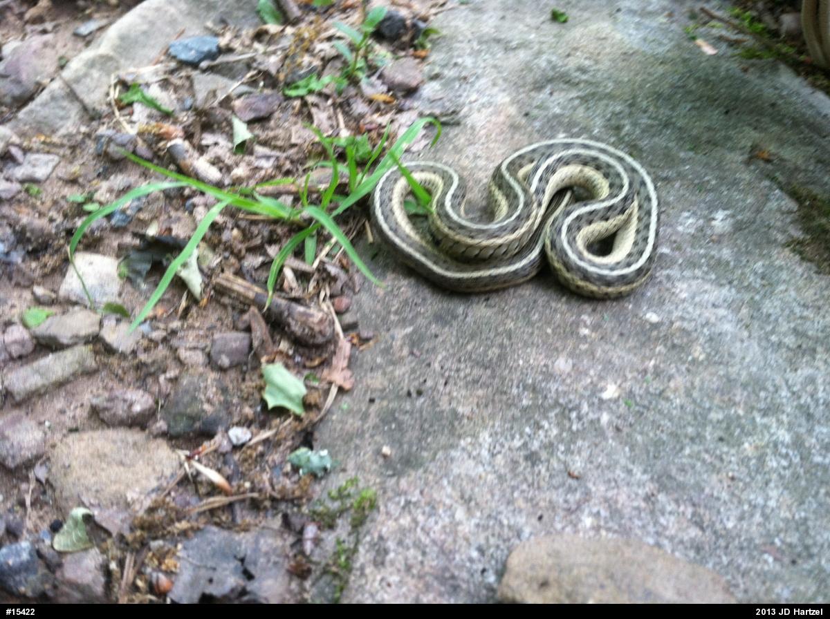 Eastern Gartersnake