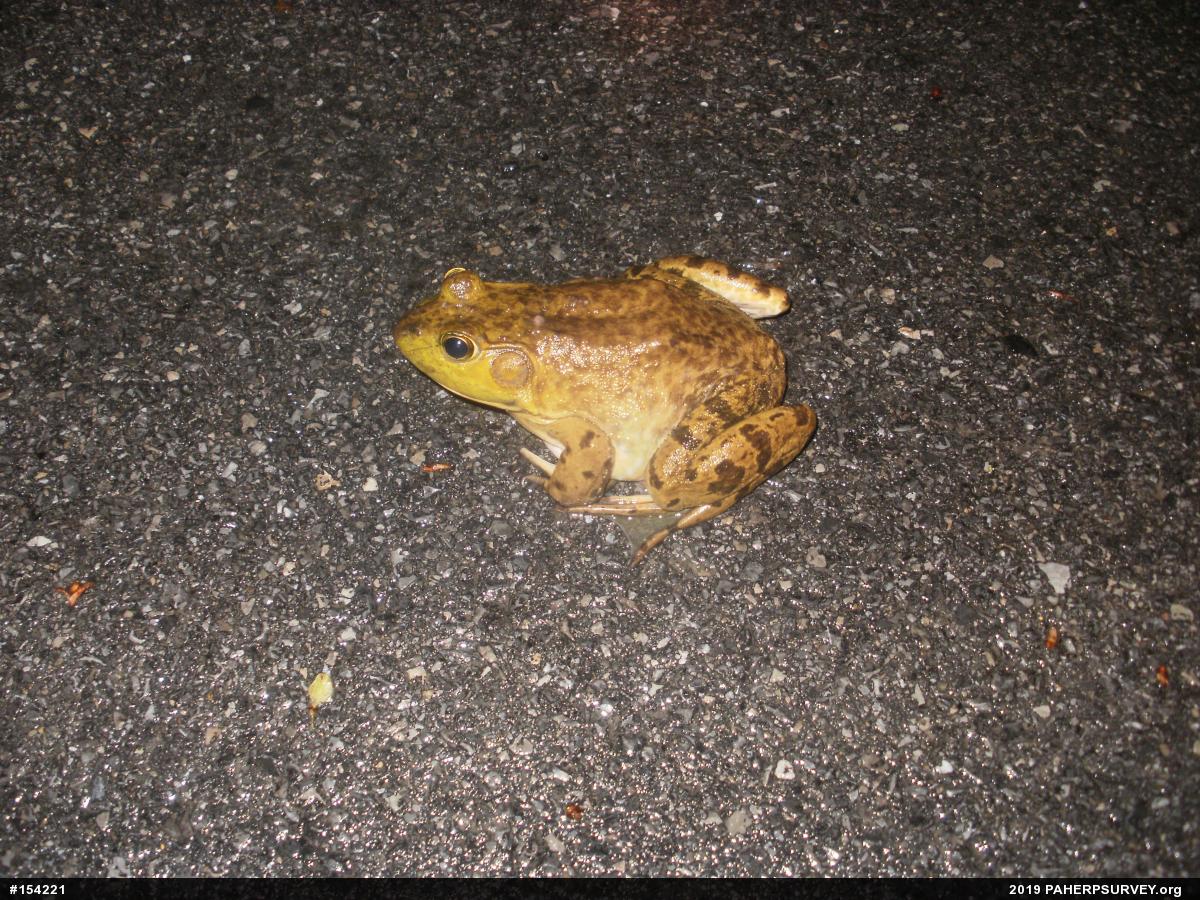 American Bullfrog