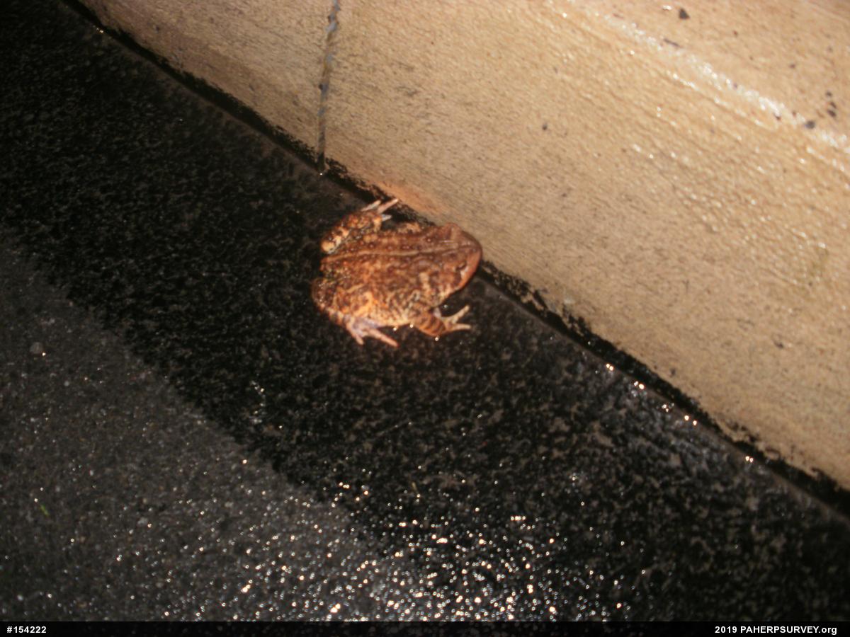 Eastern American Toad