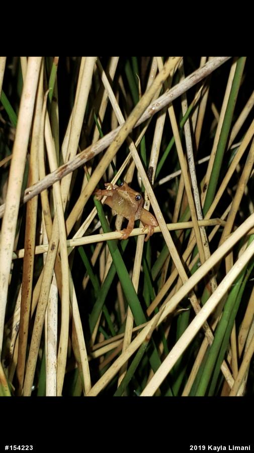 Spring Peeper