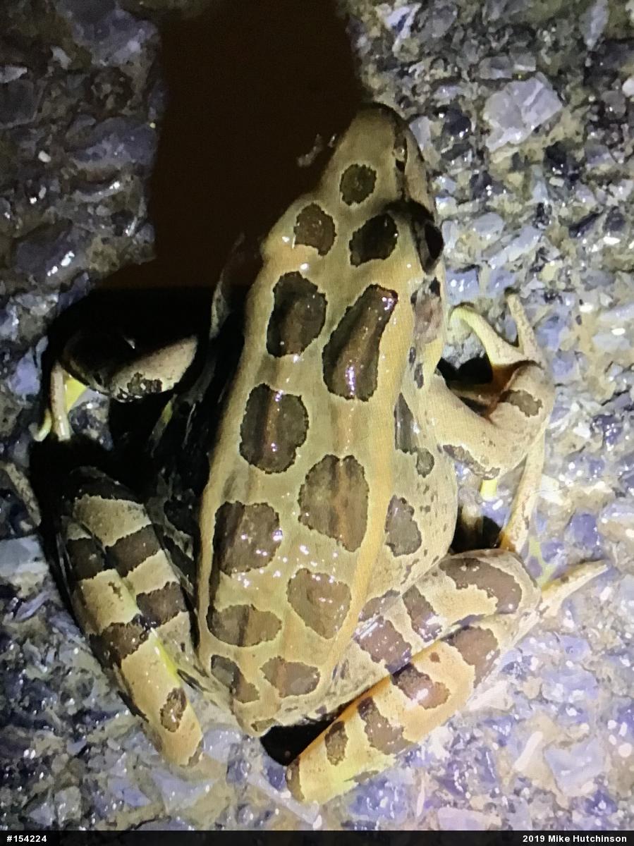 Pickerel Frog