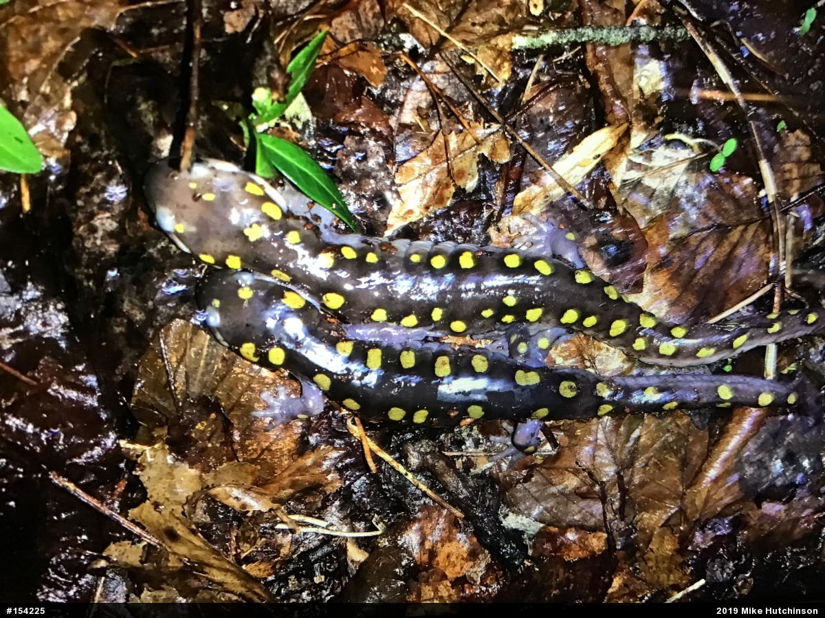 Spotted Salamander