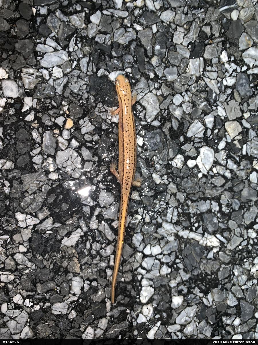 Northern Two-lined Salamander