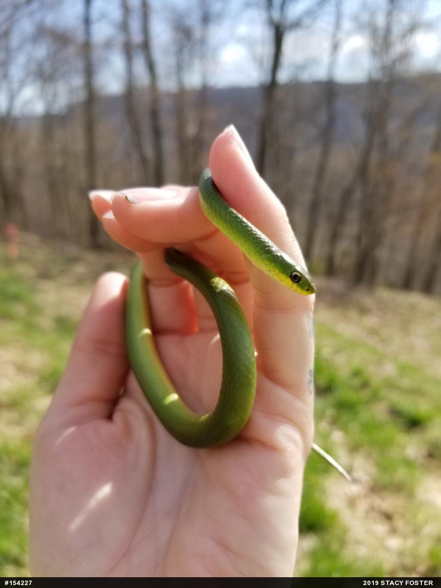 Smooth Greensnake