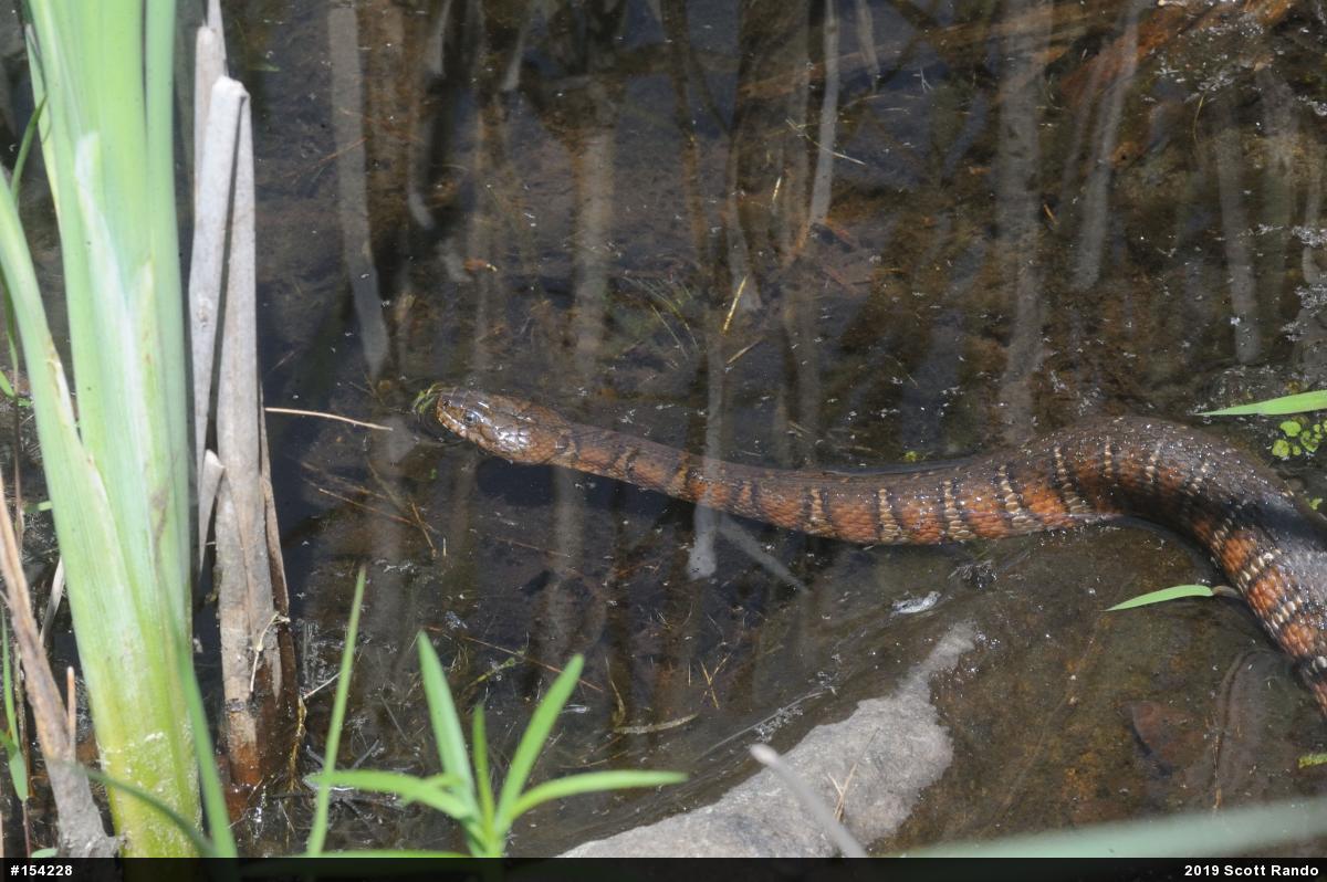 Northern Watersnake