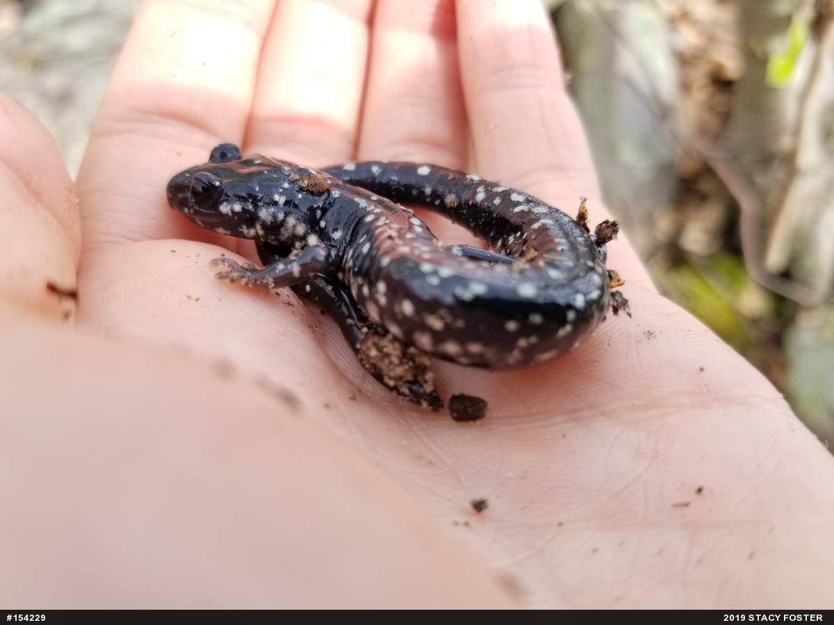 Northern Slimy Salamander