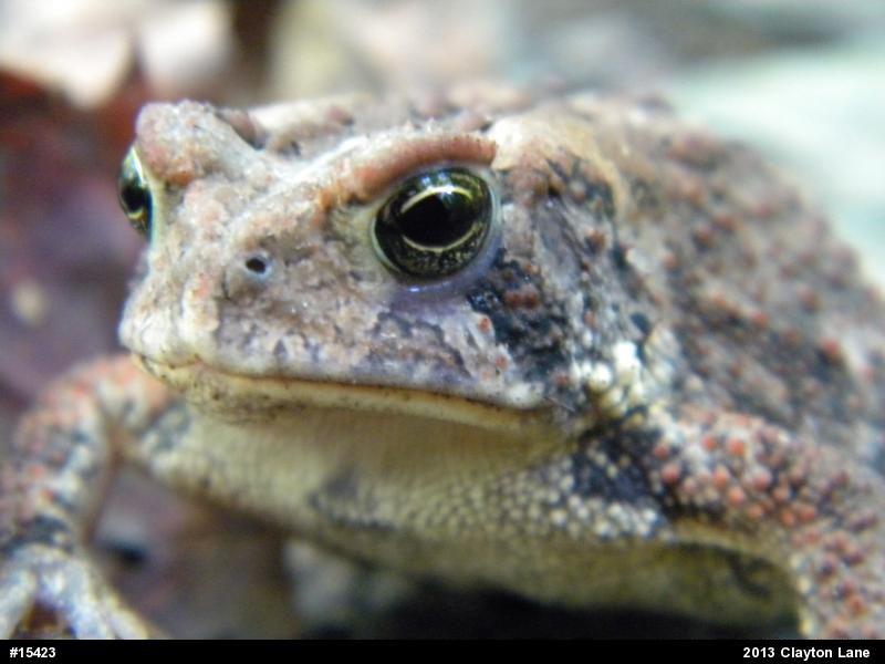 Eastern American Toad