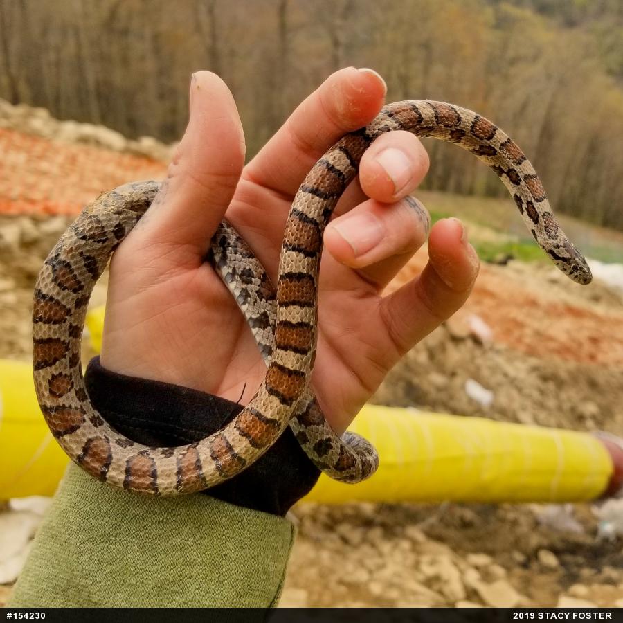 Eastern Milksnake