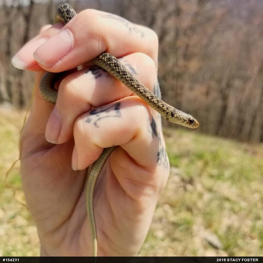 Eastern Gartersnake