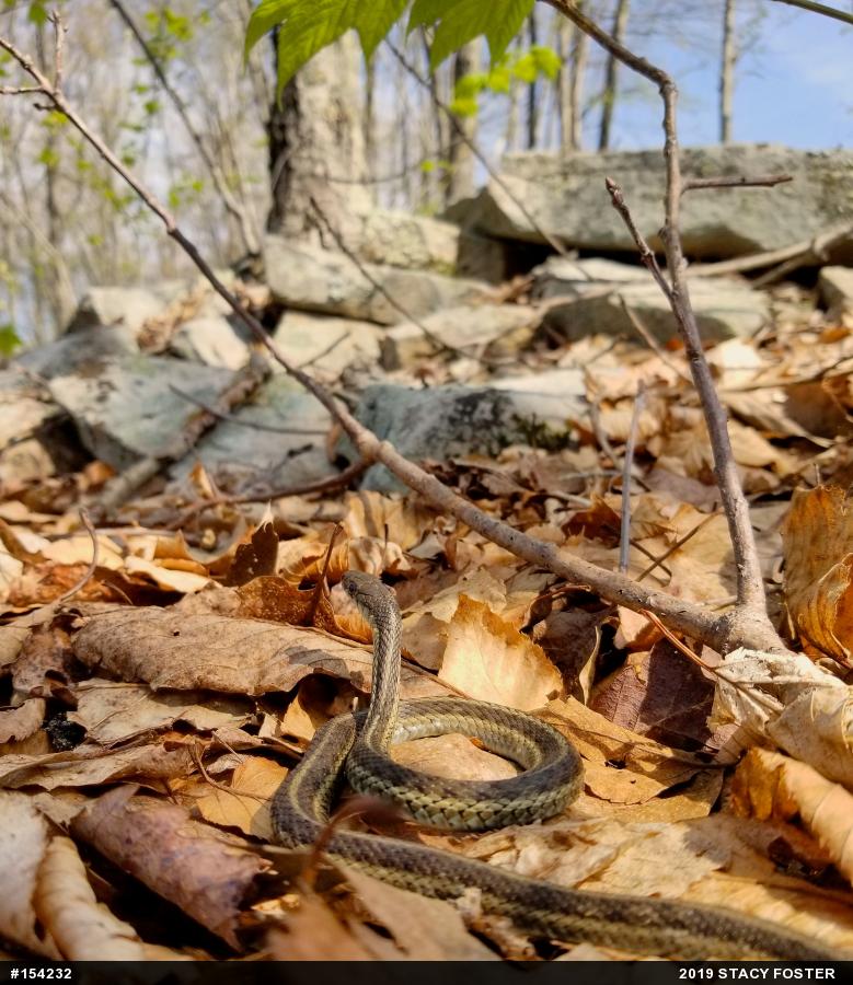 Eastern Gartersnake
