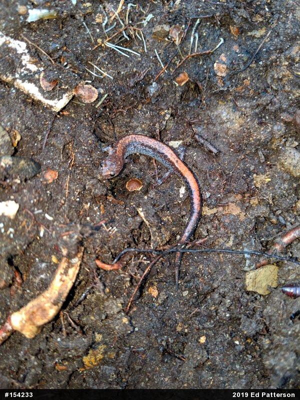 Eastern Red-backed  Salamander