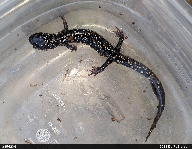 Northern Slimy Salamander