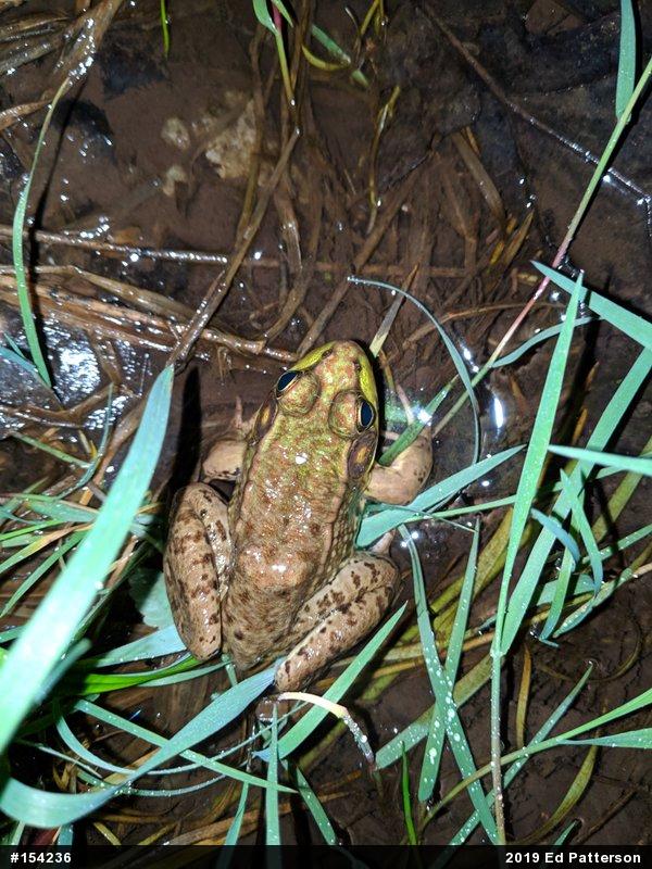 Green Frog