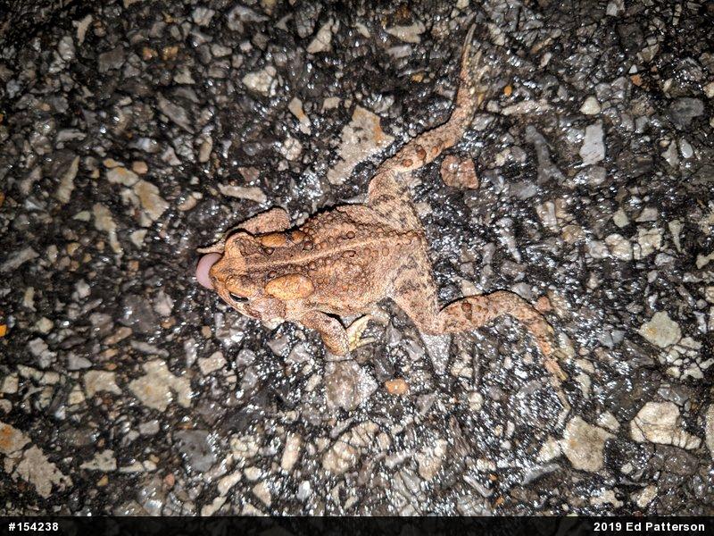 Eastern American Toad