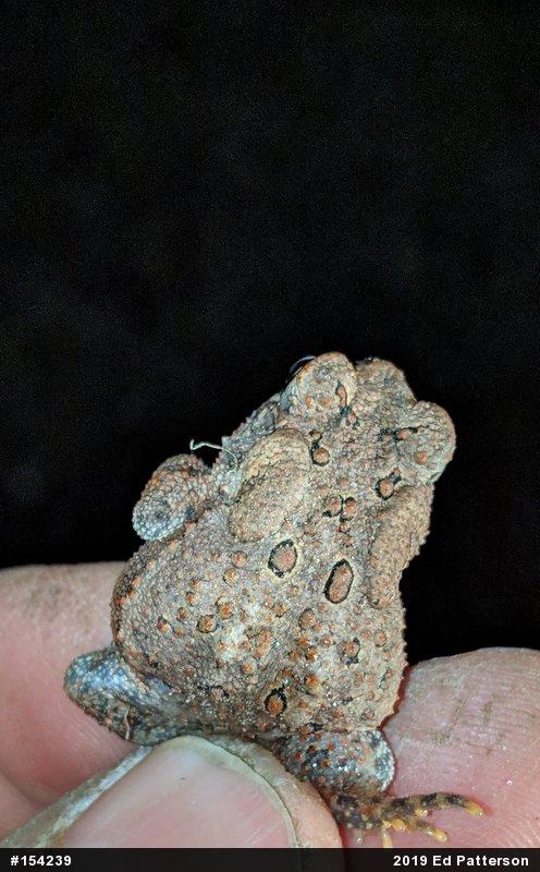 Eastern American Toad