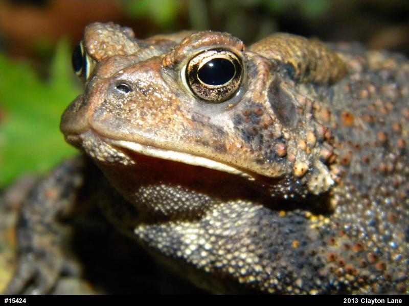 Eastern American Toad