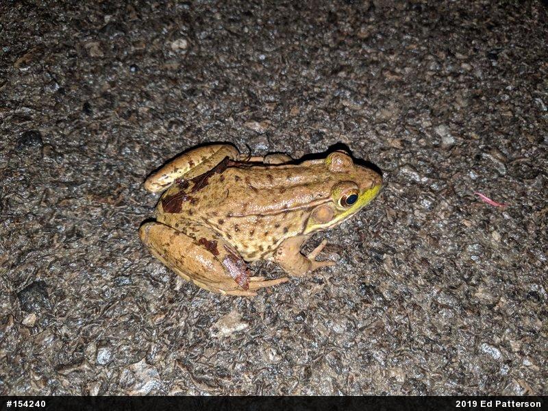 Green Frog